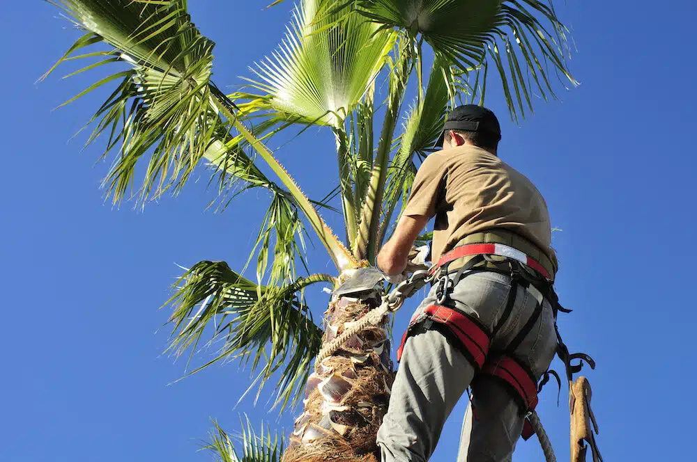Tree and Palm Care Dubai